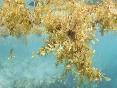 sargassum in ocean
