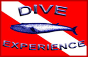 st croix dive shops dive experience