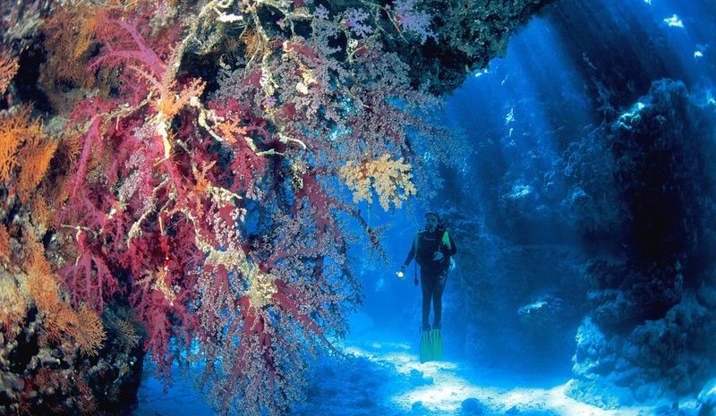 usvi diving coral reefs