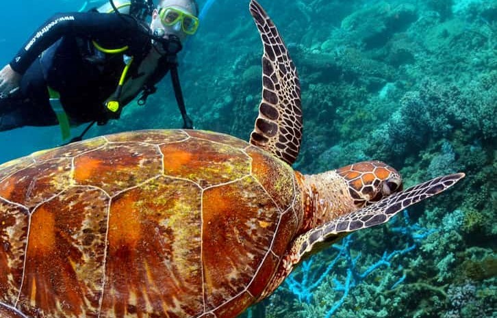 usvi diving sea turtles coral