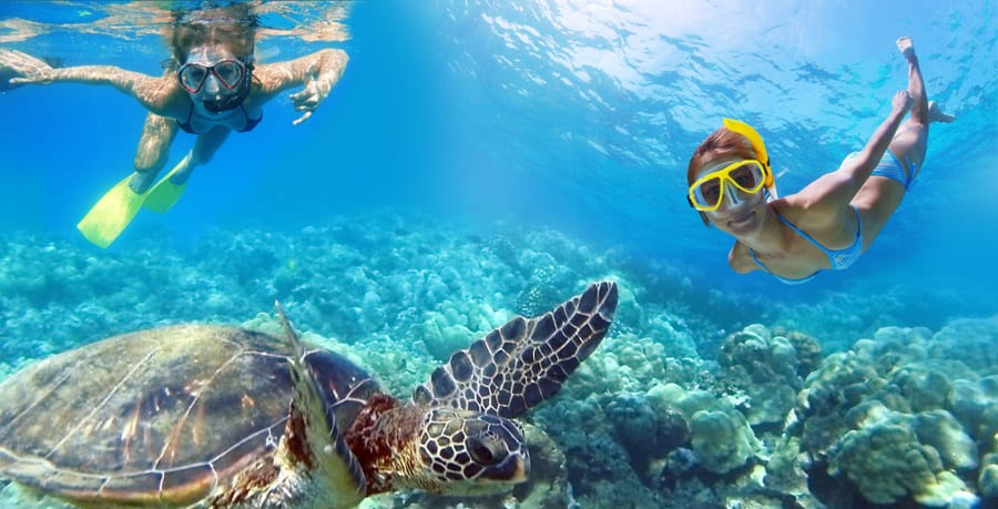 usvi diving sea turtles