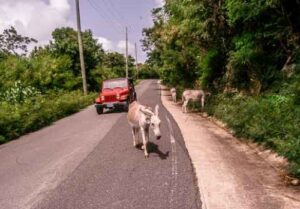 car animal Virgin Islands