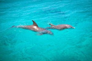 dolphins swimming buck island st croix
