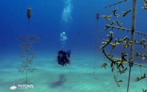 cane bay st croix dive site coral restoration
