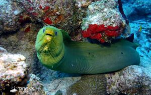 cane bay st croix dive site moral eel