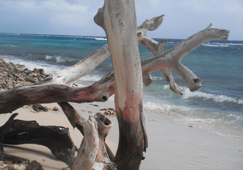 Picturesque Wood on Turtle Beach St. Croix