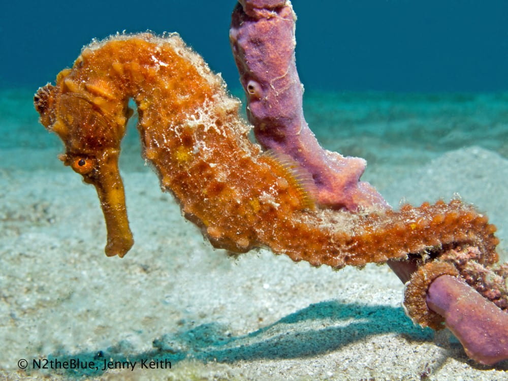 See amazing seahorses when you dive in St. Croix