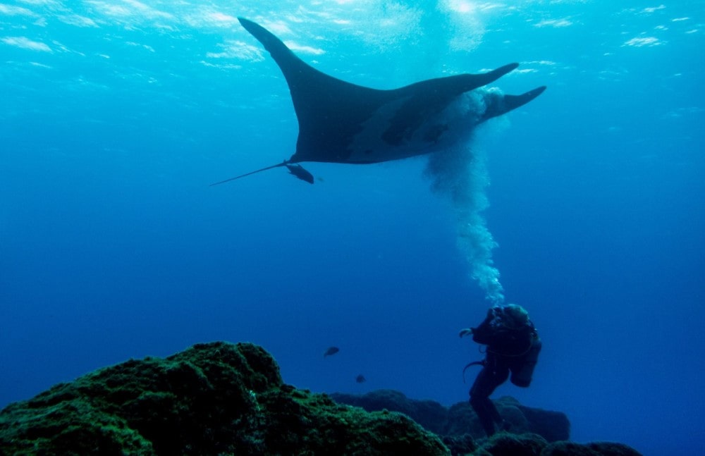 See manta rays when you dive in St. Croix USVI