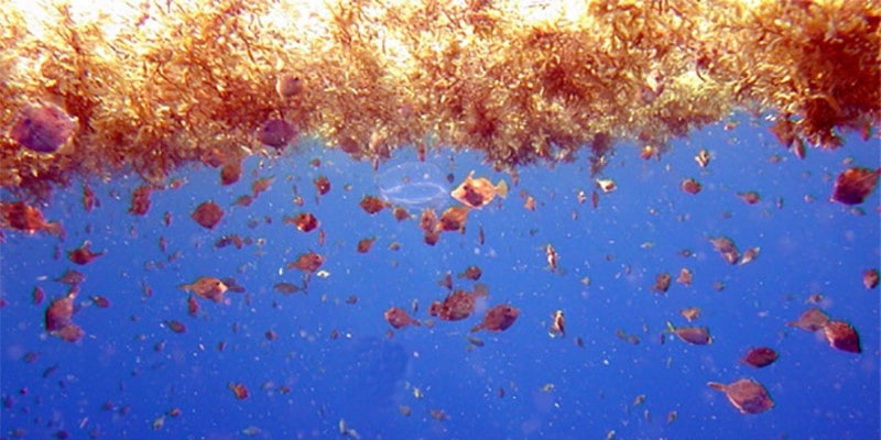 floating sargassum in St. Croix US Virgin Islands