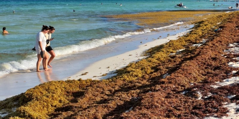 large amounts of sargassum seaweed on Caribbean beaches