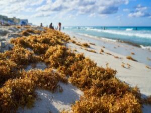 photo of sargassum seaweed on beach