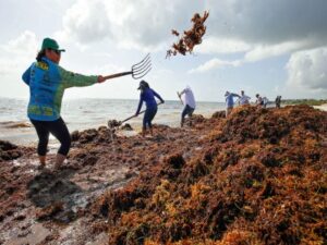 seaweed cleanup on beach