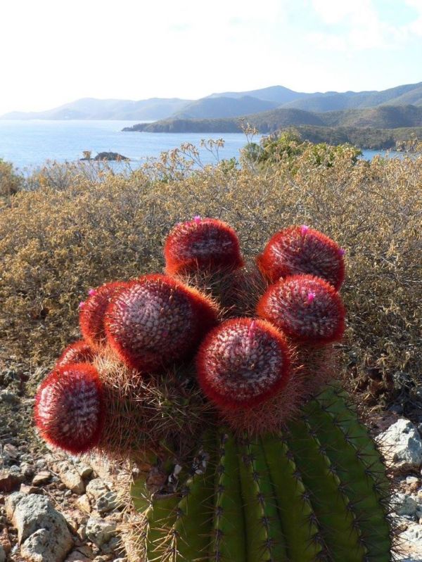 east end st croix cactus